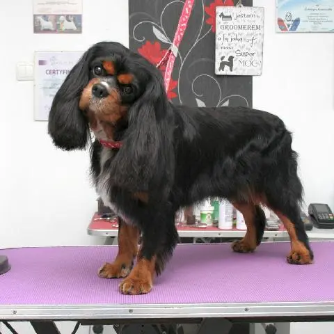Hundefrisur für cavalier king charles spaniel in Stettin