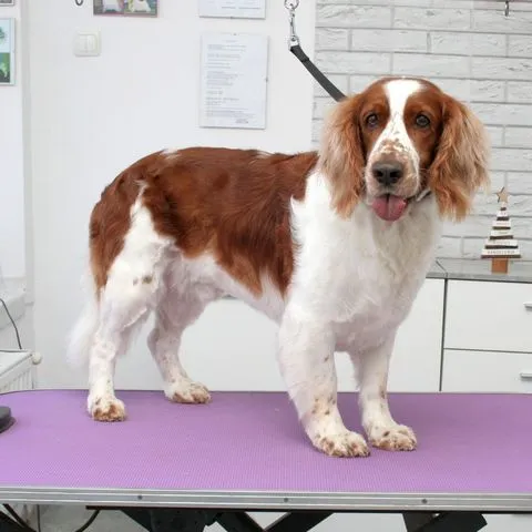 Hundefrisur für spaniela in Stettin