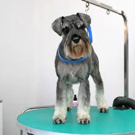 Hundefrisur für Zwergschnauzer in Stettin