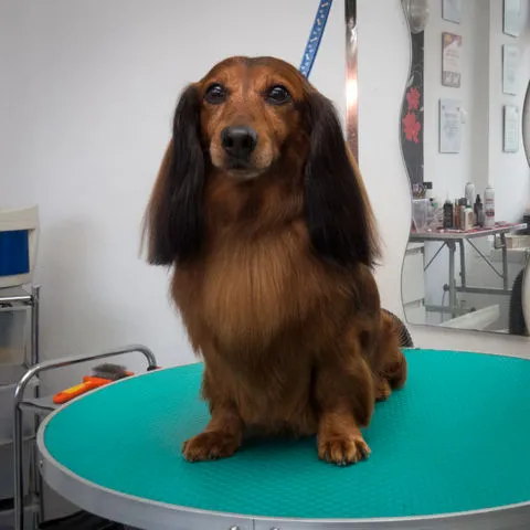 Hundefrisur für Dackel in Stettin