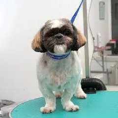 Shih Tzu-Haarschnitt in Stettin