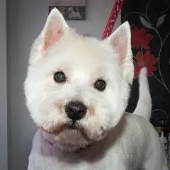 West Highland White Terrier-Haarschnitt in Stettin