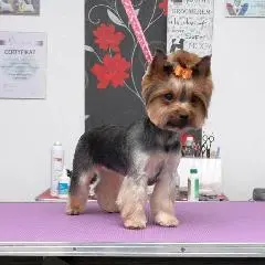 Yorkshire Terrier-Haarschnitt in Stettin