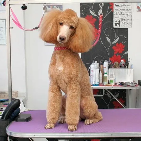 Hundefrisur für Kleinpudel in Stettin